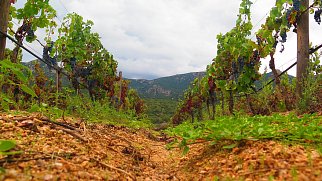 Víno ze Sardinie